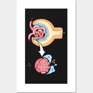 Bowman's capsule Nephron Kidney Glomerulus Posters and Art